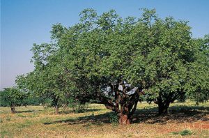 buffalo thorn tree